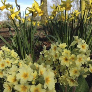 Lodgepark Daffodills